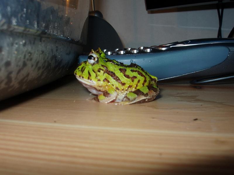 02 - Ceratophrys cornuta x Ceratophrys ornata.jpg